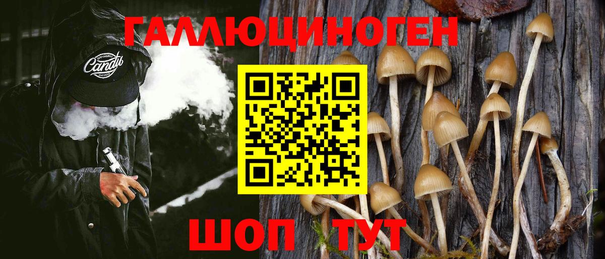 Галлюциногенные грибы Psilocybine cubensis Химки